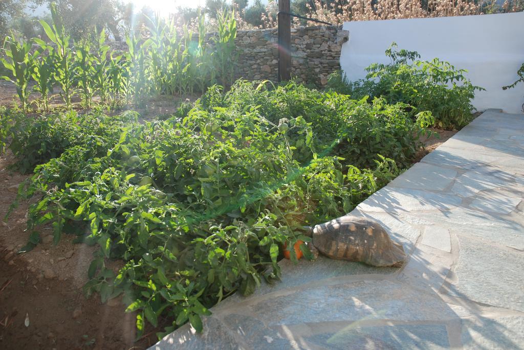 Edem Hotel Platis Gialos  ภายนอก รูปภาพ